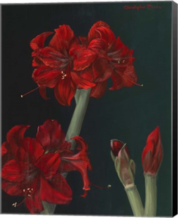 Framed Amaryllis Amigo Print