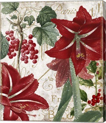 Framed Amaryllis Print