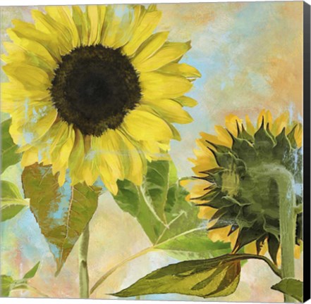 Framed Soleil I Print