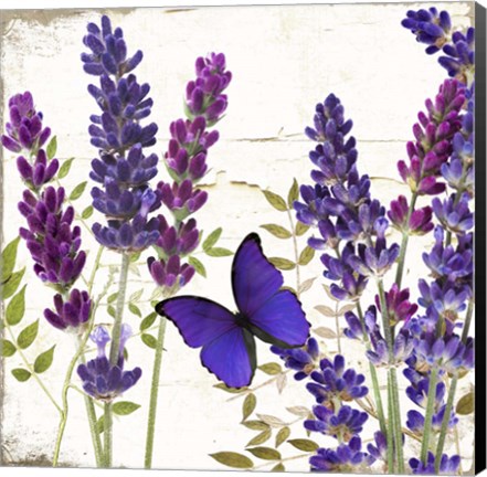 Framed Lavande I Print
