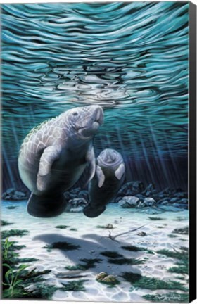 Framed Mermaids Of Crystal River Print
