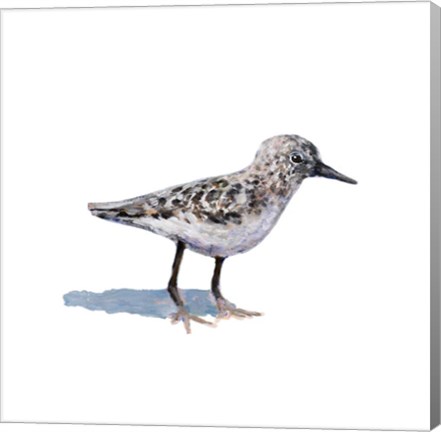 Framed Sandpiper on White I Print