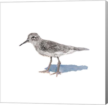 Framed Sandpiper on White II Print