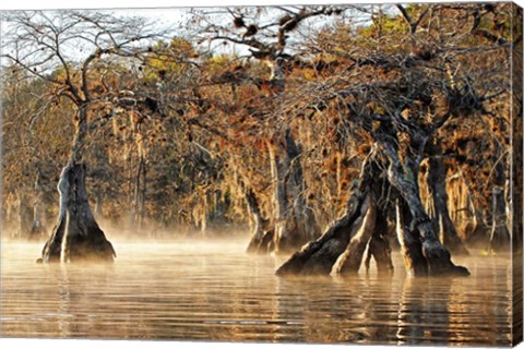 Framed Cypress Creek I Print