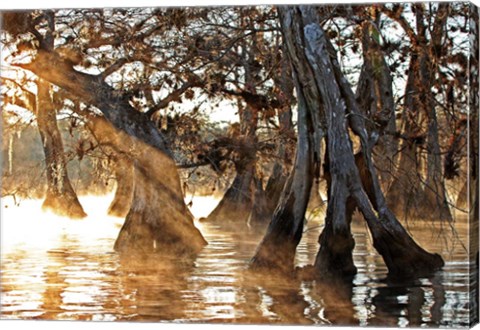Framed Cypress Creek II Print