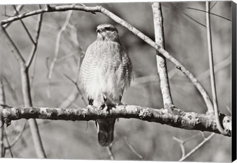 Framed Hawk Print