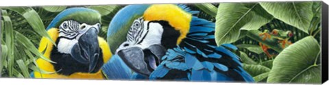 Framed Blue &amp; Yellow Macaws Print