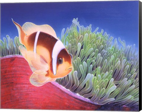 Framed Clown Fish Print