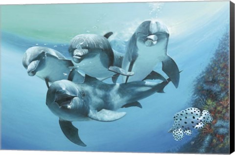 Framed Dolphins Print