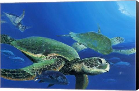 Framed Green Sea Turtles Print