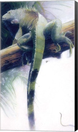 Framed Iguana Print