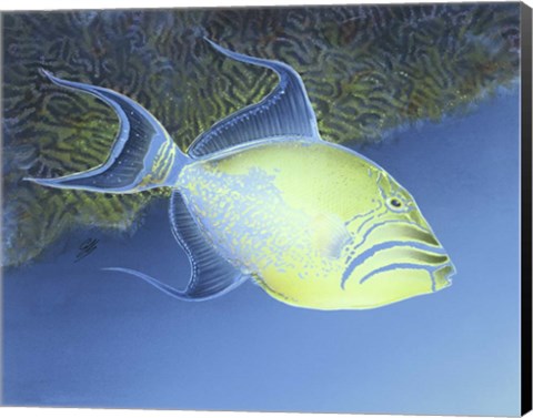 Framed Trigger Fish Print