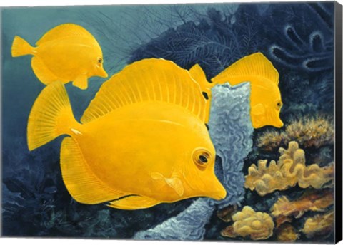 Framed Yellow Tangs Print