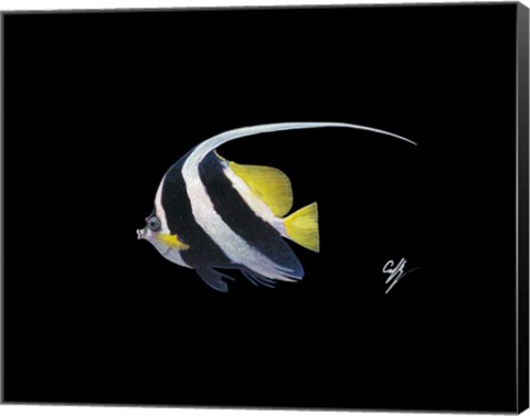 Framed Bannerfish Print