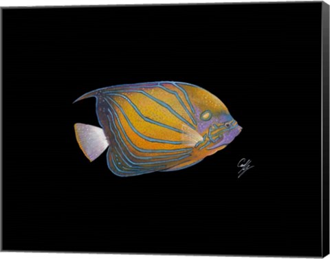 Framed Blue Ring Angelfish Print