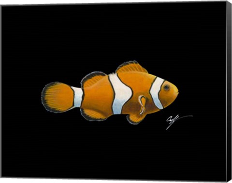 Framed Clown Fish Print