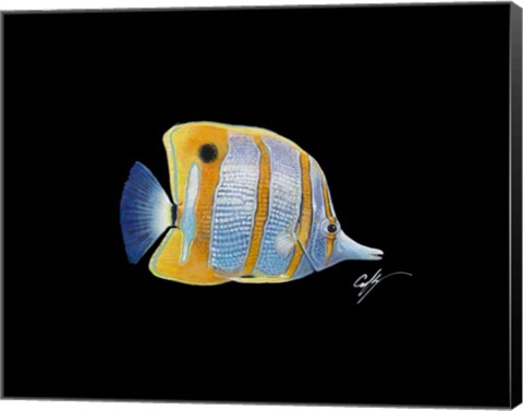 Framed Copperband Butterfly Print