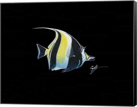 Framed Moorish Idol Print