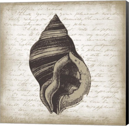 Framed Shell II Print