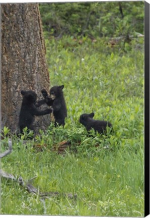 Framed 3 Black Bear Cubs (YNP) Print