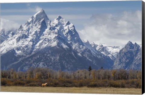 Framed Horse In Front Of The Grand Teton Print
