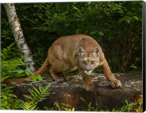 Framed About To Pounce Print
