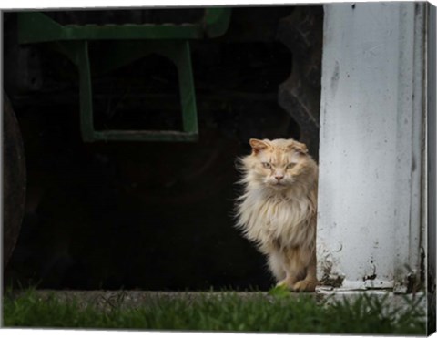 Framed Barn Cat 2 Print