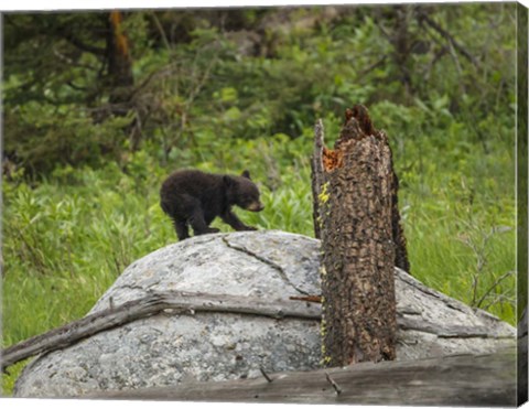 Framed Bear Cub On Rock Print