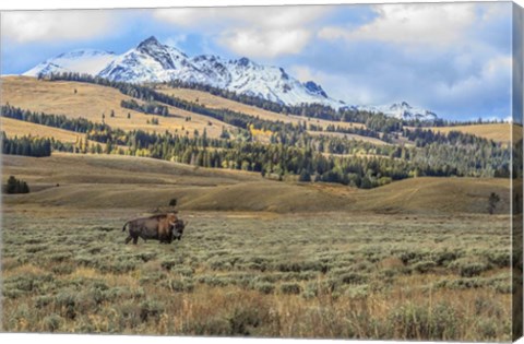 Framed Bison By Electric Peak (YNP) Print