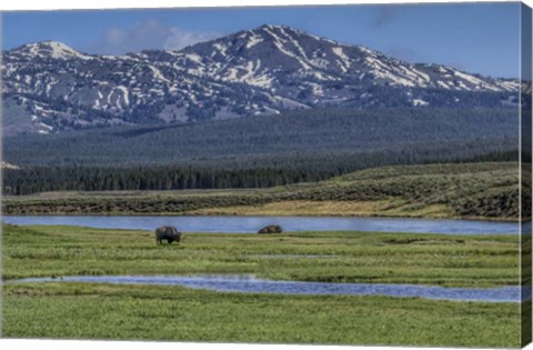 Framed Bison By River Print