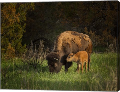 Framed Bison Cow And Calf Print