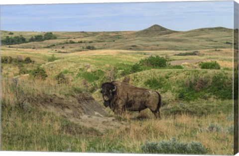 Framed Bison In North Dakota Landscape Print