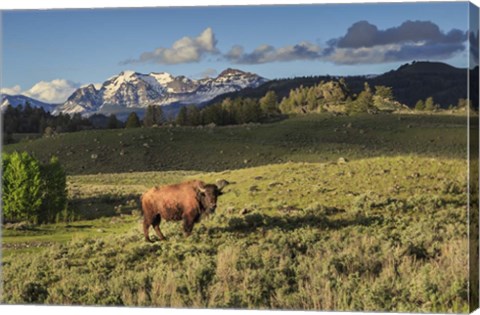 Framed Bison In Yellowstone Print
