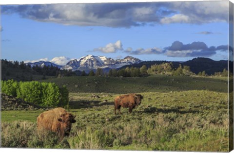 Framed Bison With Mountains (YNP) Print