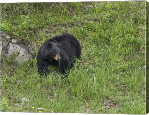 Framed Black Bear (YNP) Print