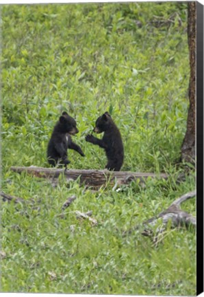 Framed Black Bear Cubs (YNP) Print