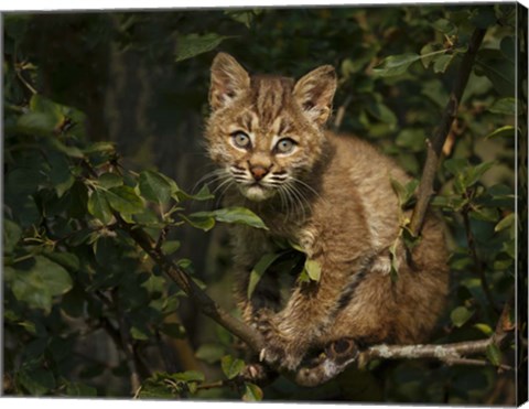 Framed Bobcat Kitten On Branch Print
