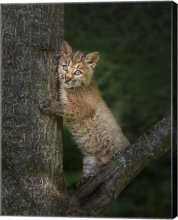 Framed Bobcat Kitten Poses Against Tree Trunk Print