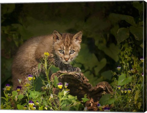 Framed Bobcat Kitten Poses On Log Print