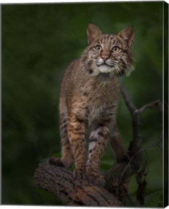 Framed Bobcat Poses On Tree Branch 1 Print