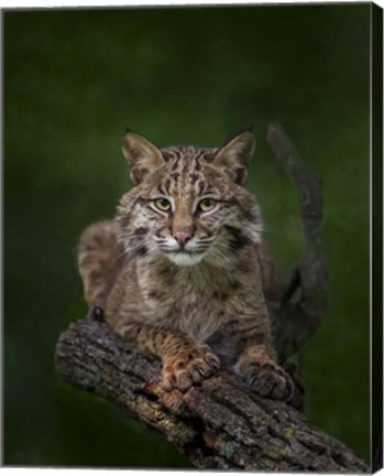 Framed Bobcat Poses On Tree Branch 2 Print