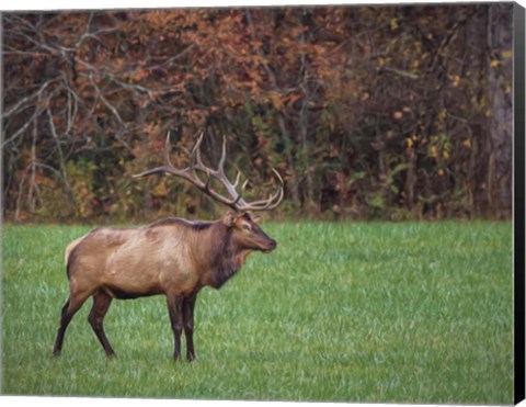 Framed Bull Elk (GSMNP) Print