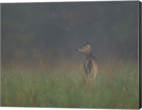 Framed Cades Cove Doe Print