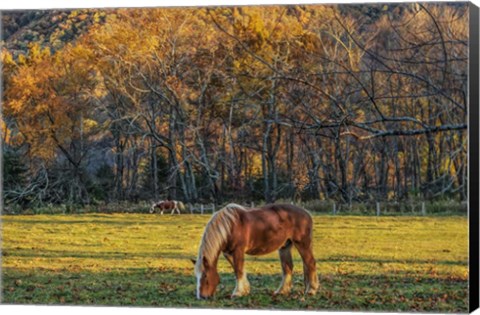 Framed Cades Cove Horses At Sunset Print