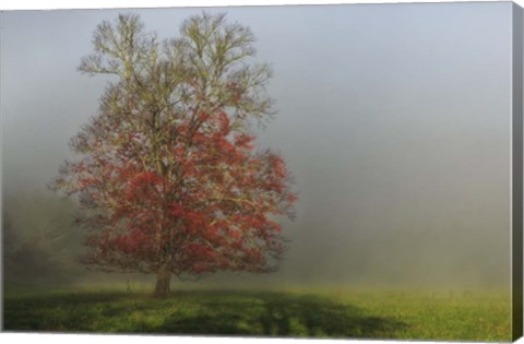 Framed Cades Cove Tree Print