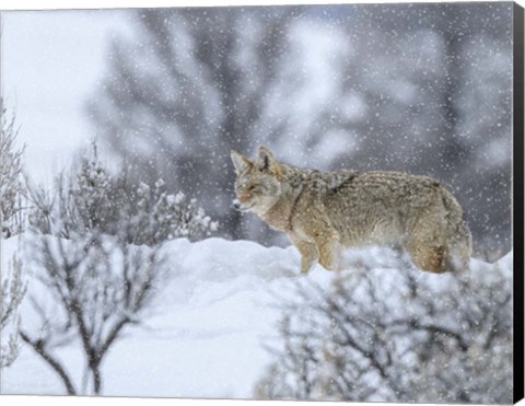 Framed Coyote In Snow Print