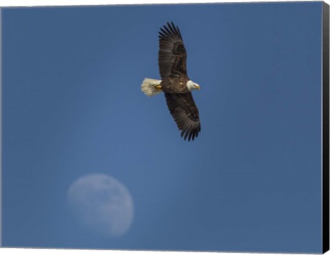Framed Eagle And Moon Print
