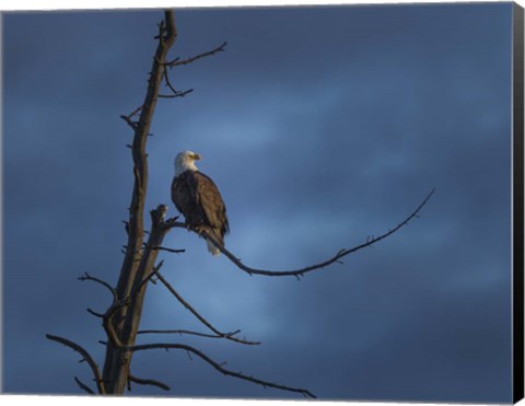 Framed Eagle In (YNP) Print