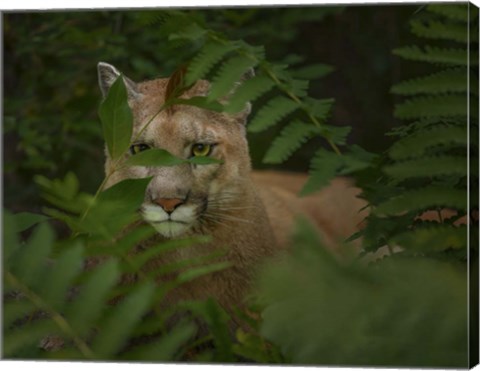 Framed Eyes Of The Forest Ghost Print