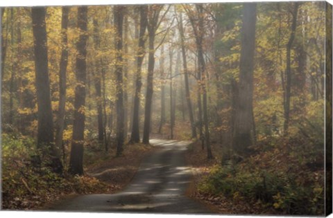 Framed Foggy Forest Print